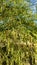Palo Verde Tree long Massive Hanging Bean Pods Plant Nature Foliage Desert photo