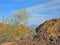 Palo Verde Tree with Saguaro Cacti, Boulders and Sky