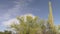 Palo Verde Tree and Saguaro Cactus in the Superstition Mountains, Arizona