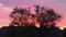 Palo Verde Tree silhouetted by a blazing sunset in the Superstition Mountains, Arizona