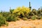 Palo Verde Tree, Sonora Desert, Spring and in bloom