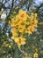 Palo Verde Tree in the  Spring