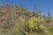 Palo Verdes in bloom, with Saguaros