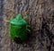 Palomena prasina Common Green Shieldbug