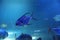 Palometa fish swimming in aquarium water