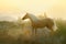 Palomino andalusian horse posing in sunrise spanish preries
