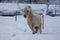 Palomino colored Icelandic horse in freezing winter time