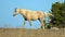 Palomino colored Wild Horse Band Stallion glowing in the afternoon sunlight in the Pryor Mountain Wild Horse range in Montana