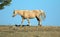 Palomino colored Wild Horse Band Stallion glowing in the afternoon sunlight in the Pryor Mountain Wild Horse range in Montana