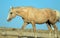 Palomino colored Wild Horse Band Stallion glowing in the afternoon sunlight in the Pryor Mountain Wild Horse range in Montana