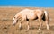 Palomino colored Wild Horse Band Stallion in the Pryor Mountain Wild Horse range in Montana US