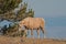 Palomino colored Wild Horse Band Stallion walking above Teacup Bowl in the Pryor Mountain Wild Horse range in Montana