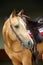 Palomino cowboy Quarter Horse on dark stable background