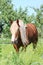 Palomino draught horse eating grass