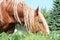 Palomino draught horse eating grass