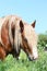 Palomino draught horse eating grass