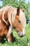Palomino draught horse eating grass