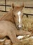 Palomino Foal