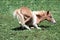 Palomino foal lying down