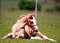 Palomino foal resting