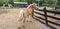 Palomino Halflinger mare in a paddock with a paint horse