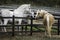 Palomino horse chatting with its white and grey neighbors