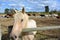 Palomino horse close-up and in your face.