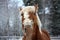 Palomino horse cribbing wooden fence