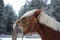 Palomino horse cribbing wooden fence