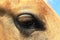 Palomino Horse Eye