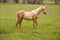 Palomino horse in field