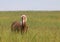 Palomino horse in field