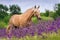 Palomino horse in flowers