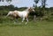 Palomino Horse gallop