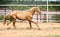 Palomino horse galloping