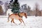 Palomino horse galloping in the snow field