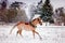 Palomino horse galloping in the snow field