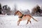 Palomino horse galloping in the snow field