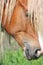 Palomino horse head close up
