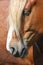 Palomino horse head close up