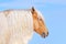 Palomino horse with long mane