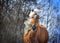 Palomino horse with long mane portrait