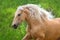 Palomino horse with long mane portrait