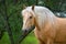 Palomino horse with long mane portrait