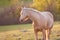 Palomino horse looking backwards