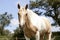 Palomino horse on pasture