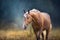 Palomino horse portrait