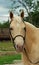 Palomino Horse portrait