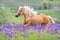 Palomino horse run gallop