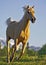 Palomino Horse running